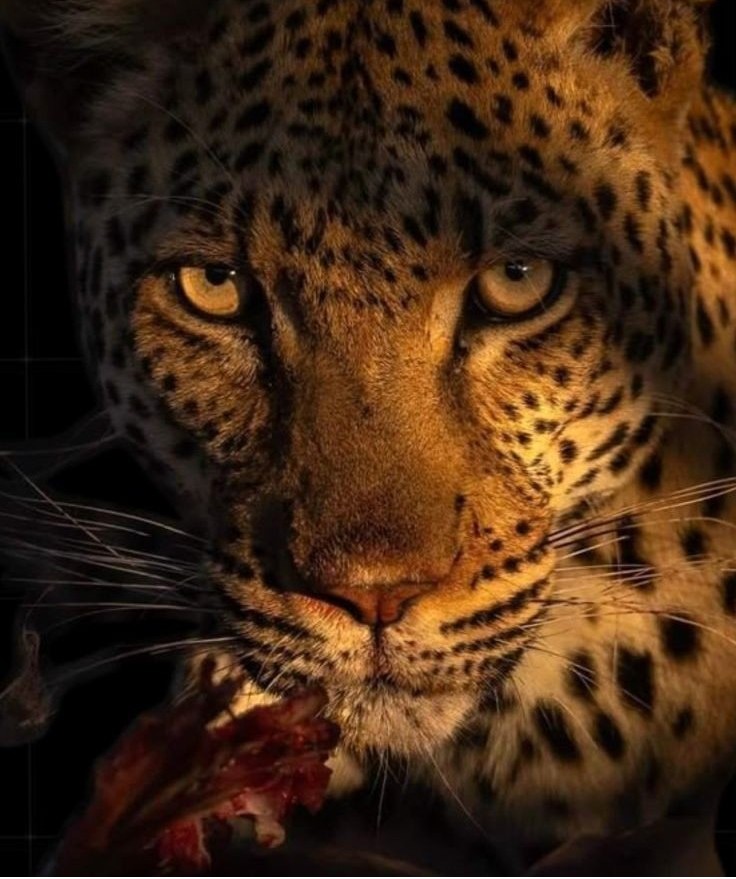 LEOPARD